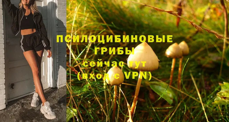 Псилоцибиновые грибы MAGIC MUSHROOMS  Белозерск 